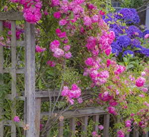 Images Dated 18th July 2014: Wooden fence and arbor with climbing pink rose