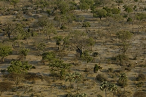 Woodlands occur on the larger floodplain islands that have risen above the areas Woodlands occur on the larger floodplain islands that have risen above the areas