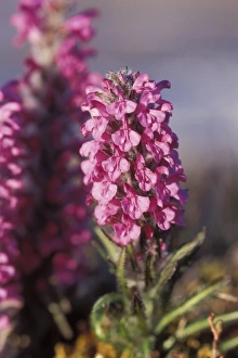 wooley lousewort, Pedicularis lanata, in bloom along the North Slopes of the Brooks Range wooley lousewort, Pedicularis lanata, in bloom along the North Slopes of the Brooks Range