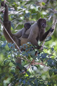 <b class=qtipBold><figcaption>Woolly monkeys, Amazonas, Brazil</figcaption></b><br><em>© Art Wolfe / DanitaDelimont.com</em> Woolly monkeys, Amazonas, Brazil