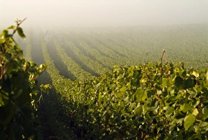 Workers at Stoler Vineyards get an early start on harvest day in Oregons Willamette Workers at Stoler Vineyards get an early start on harvest day in Oregons Willamette