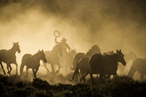A wrangler herding horses through backlit dustcloud in golden light of sunrise A wrangler herding horses through backlit dustcloud in golden light of sunrise