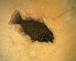 WYOMING, USA. Fossil fish (perch) (Pricacara serrata). 55-50 million-year-old Green River Formation