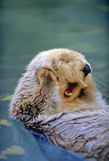 Yawning Endangered California Sea Otter (Enhydra luris) floating face up, Monterey, CA Yawning Endangered California Sea Otter (Enhydra luris) floating face up, Monterey, CA