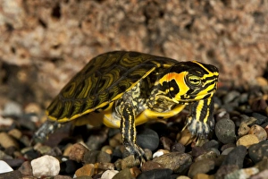 Yellow Bellied Turtle Chrysemys scripta scripta Mid to Southern East Coast US Yellow Bellied Turtle Chrysemys scripta scripta Mid to Southern East Coast US