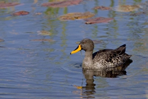 Yellow-billed Duck swims in pond at Bushmans Kloof in Western Cape Province, South Africa Yellow-billed Duck swims in pond at Bushmans Kloof in Western Cape Province, South Africa