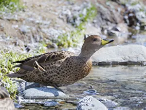Yellow-billed Pintail (Anas georgica georgica) endemic to South Georgia Yellow-billed Pintail (Anas georgica georgica) endemic to South Georgia