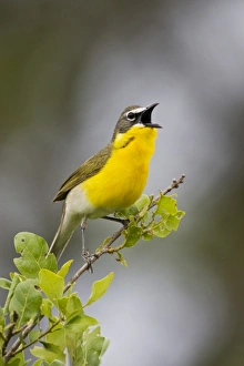 Yellow-breasted Chat (Icteria virens) adult male singing on breeding territory in oak Yellow-breasted Chat (Icteria virens) adult male singing on breeding territory in oak