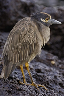 Yellow-crowned night heron (Nyctanassa violacea) Tower (Genovesa Yellow-crowned night heron (Nyctanassa violacea) Tower (Genovesa