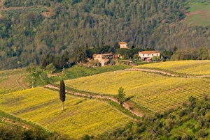 Yellow fields and the green Tuscan landscape surrounding a small group of buildings Yellow fields and the green Tuscan landscape surrounding a small group of buildings