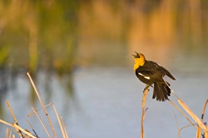 Yellow Headed Blackbird singing in cattails in the Mission Valley of Montana Yellow Headed Blackbird singing in cattails in the Mission Valley of Montana