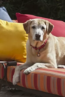Images Dated 3rd November 2013: Yellow labrador on bright patio recliner (PR)
