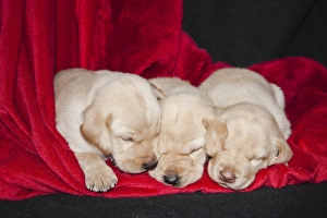 Three Yellow Labrador Retriever puppies asleep on a red blanket Three Yellow Labrador Retriever puppies asleep on a red blanket