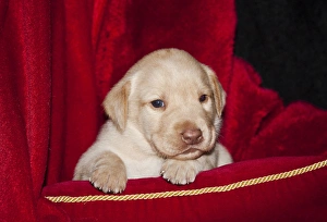 A Yellow Labrador Retriever puppy lying on a red pillow with a red background A Yellow Labrador Retriever puppy lying on a red pillow with a red background