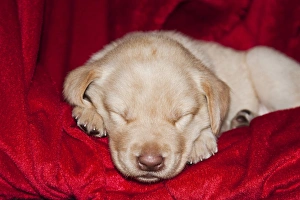 A Yellow Labrador Retriever puppy sleeping on a red blanket A Yellow Labrador Retriever puppy sleeping on a red blanket