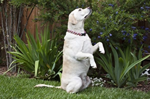A Yellow Labrador Retriever sitting up in a garden A Yellow Labrador Retriever sitting up in a garden