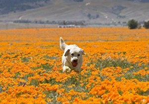 Yellow Labrador Retriever walking through a field of poppies with ball in mouth at Yellow Labrador Retriever walking through a field of poppies with ball in mouth at