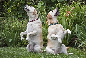 Two Yellow Labrador Retrievers sitting up in a garden Two Yellow Labrador Retrievers sitting up in a garden