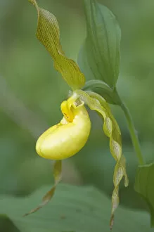 Images Dated 29th April 2007: Yellow Ladyslipper (Cypripedium calceolus) Orchid family (Orchidaceae) along a wooded path