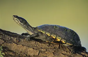 Yellow Mud Turtle, Kinosternon flavescens, adult sunning on log, Starr County, Rio Grande Valley Yellow Mud Turtle, Kinosternon flavescens, adult sunning on log, Starr County, Rio Grande Valley