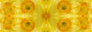 Yellow and orange daffodil abstract panoramic Yellow and orange daffodil abstract panoramic