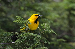 Yellow Oriole (Icterus nigrogularis) BONAIRE, Netherlands Antilles, Caribbean Yellow Oriole (Icterus nigrogularis) BONAIRE, Netherlands Antilles, Caribbean