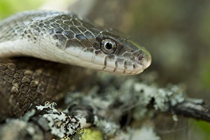 Yellow Rat Snake (Elaphe obsoleta quadrivittata ) CAPTIVE The Orianne Indigo