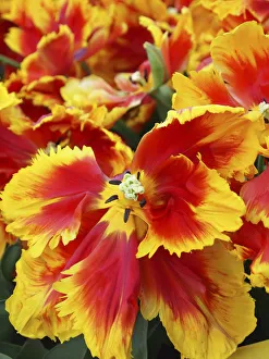 <b class=qtipBold><figcaption>Yellow and red parrot tulips</figcaption></b><br><em>© Anna Miller / DanitaDelimont.com</em> Yellow and red parrot tulips