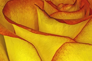 <b class=qtipBold><figcaption>Yellow and red rose</figcaption></b><br>Yellow and red rose.<br><em>© Adam Jones / DanitaDelimont.com</em> Yellow and red rose