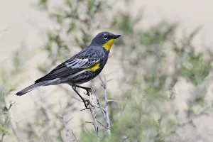 <b class=qtipBold><figcaption>Yellow-rumped Warbler</figcaption></b><br><em>© Ken Archer / DanitaDelimont.com</em> Yellow-rumped Warbler