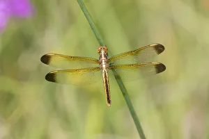 Yellow-sided Skimmer (Libellula flavida) female Cottonmouth Fen Ripley Co. MO Yellow-sided Skimmer (Libellula flavida) female Cottonmouth Fen Ripley Co. MO