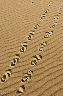 Yellow-spotted River Turtle TRACKS (Podocnemis unifilis) from female ashore to lay eggs Yellow-spotted River Turtle TRACKS (Podocnemis unifilis) from female ashore to lay eggs
