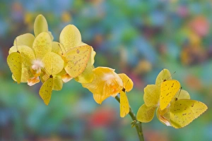 Six Yellow Sulfur Butterfly hanging on yellow orchid Six Yellow Sulfur Butterfly hanging on yellow orchid