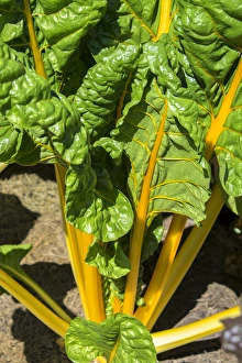 <b class=qtipBold><figcaption>Yellow Swiss Chard, USA</figcaption></b><br><em>© Lisa Engelbrecht / DanitaDelimont.com</em> Yellow Swiss Chard, USA