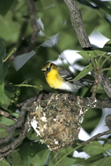 Yellow-throated Vireo (Vireo flavifrons) adult feeding nestlings, Marion Co. IL Yellow-throated Vireo (Vireo flavifrons) adult feeding nestlings, Marion Co. IL
