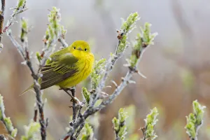 <b class=qtipBold><figcaption>Yellow Warbler</figcaption></b><br><em>© Ken Archer / DanitaDelimont.com</em> Yellow Warbler