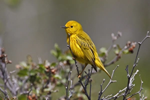 Yellow Warbler (Dendroica petechia) adult male, Wyoming, spring Yellow Warbler (Dendroica petechia) adult male, Wyoming, spring