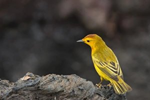 Yellow Warbler (Dendroica petechia aureola) GALAPAGOS ISLANDS, Ecuador, South Yellow Warbler (Dendroica petechia aureola) GALAPAGOS ISLANDS, Ecuador, South