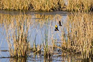 Yellowheaded Blackbirds in small pond at Ninepipe WMA in the Mission Valley of Montana Yellowheaded Blackbirds in small pond at Ninepipe WMA in the Mission Valley of Montana