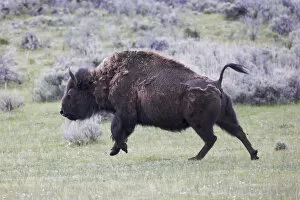 Images Dated 8th August 2019: Yellowstone National Park. An American bison cow acts in a frenzied manner