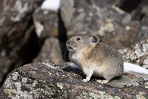 Yellowstone National Park, American pika sitting on a boulder