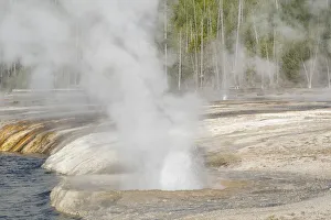 Yellowstone National Park, Biscuit Geyser Basin. Steam rising from the small geysers Yellowstone National Park, Biscuit Geyser Basin. Steam rising from the small geysers