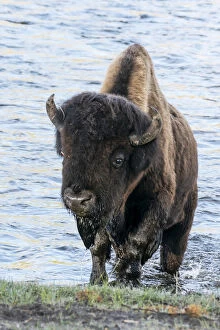 Images Dated 8th August 2019: Yellowstone National Park. A bison bull emerging from the Firehole River