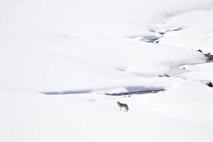 Yellowstone National Park, coyote standing in a snowy landscape
