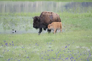 Yellowstone National Park, Lamar Valley. American bison cow with her calf walk through Yellowstone National Park, Lamar Valley. American bison cow with her calf walk through