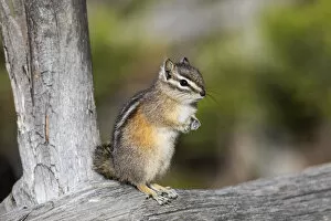 Yellowstone National Park, portrait of a chipmunk