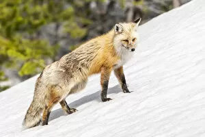 Images Dated 8th August 2019: Yellowstone National Park, red fox in its spring coat walking through melting snow