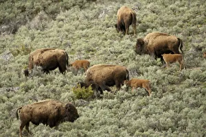 Yellowstone National Park, Wyoming, USA. Female bison and calves walking down a hill