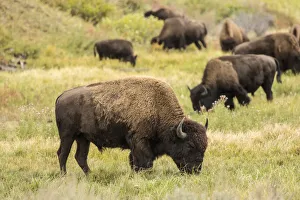 Yellowstone National Park, Wyoming, USA. American bison herd grazing Yellowstone National Park, Wyoming, USA. American bison herd grazing