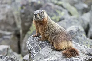 Yellowstone National Park, yellow-bellied marmot posing on a rock